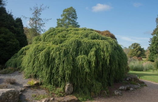 Tsuga canadensis 'Pendula' or weeping hemlocks is one of our favourite weeping trees