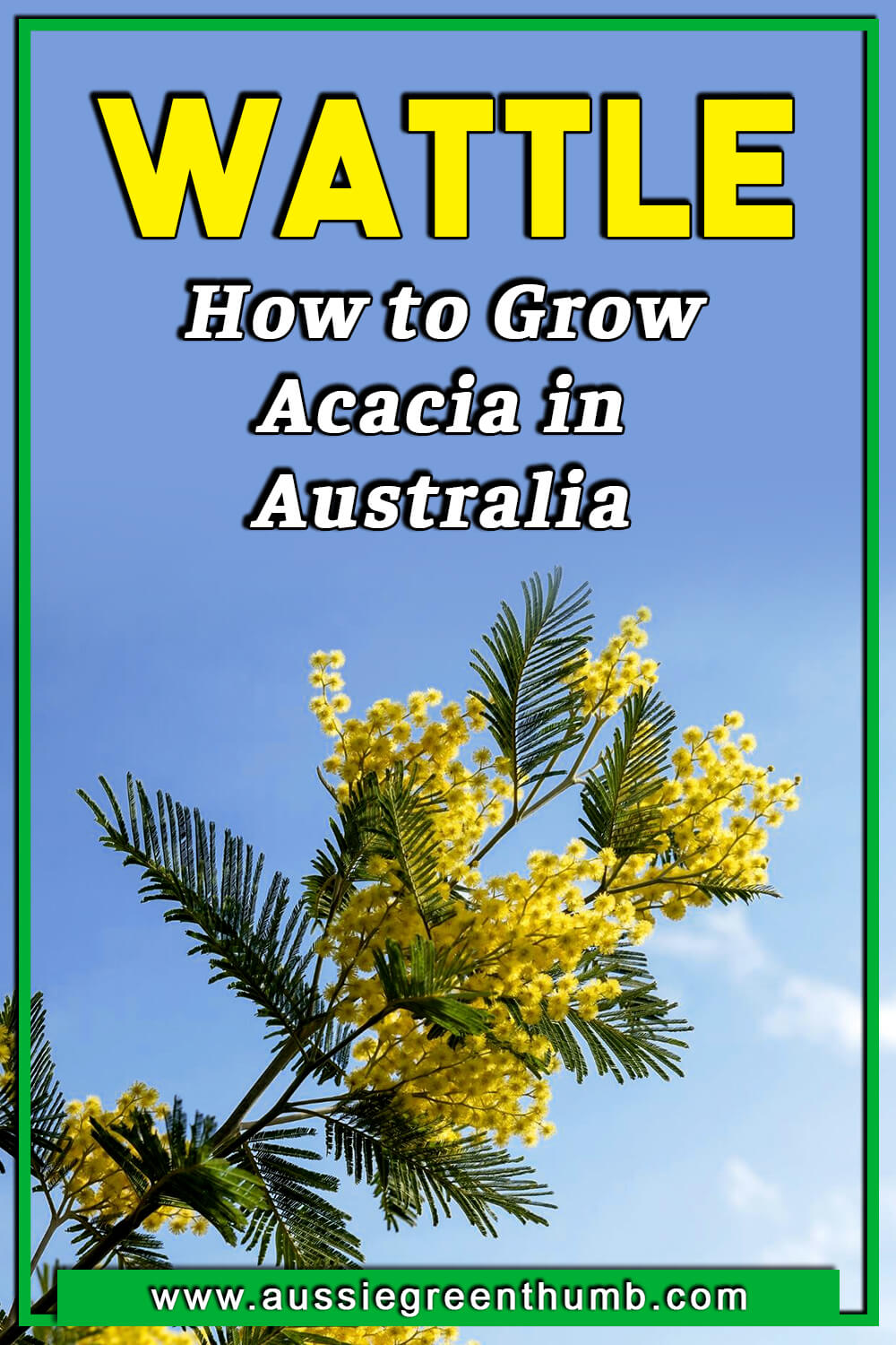 Wattle – How to Grow Acacia in Australia