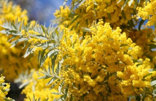 Wattle or Acacia is a wide genus of flowering shrub in the Fabaceae family,