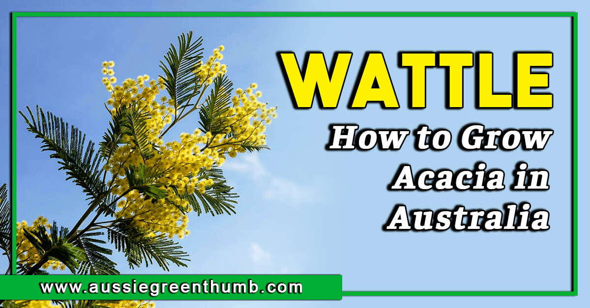 Wattle – How to Grow Acacia in Australia