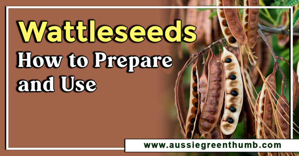 Wattleseeds How to Prepare and Use