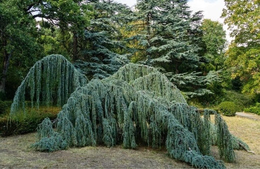 Weeping Blue Atlas Cedar is one of the most beautiful types of weeping trees