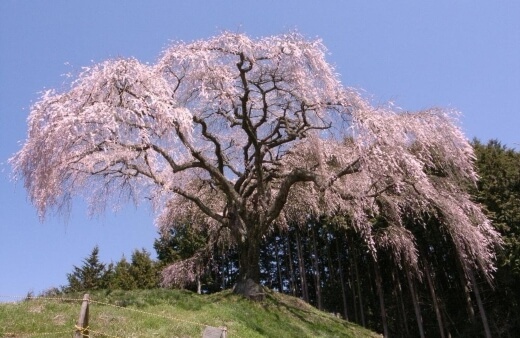Weeping Cherry Tree, Prunus Pendula or 'Pendula Rosea' weeping cherry trees