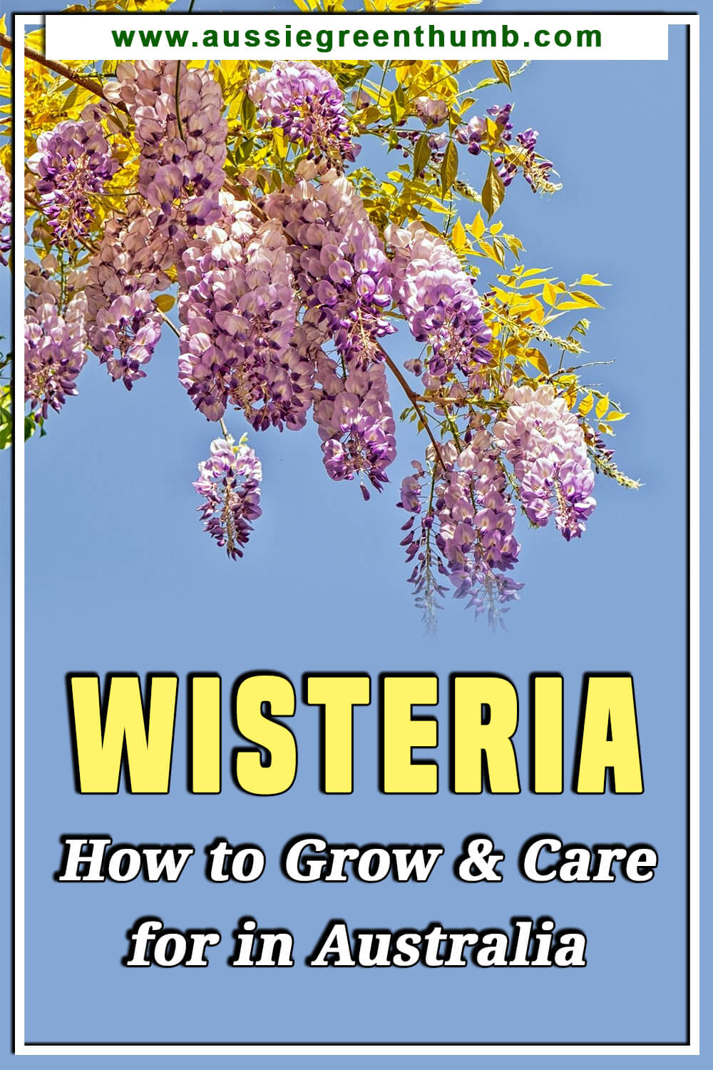Wisteria How to Grow and Care for in Australia