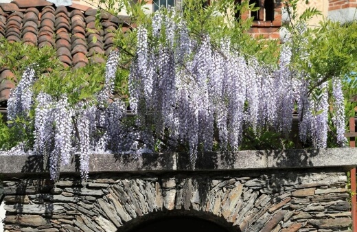 Wisteria frutescens known as American wisteria is the smallest species