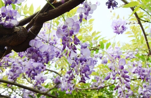 Wisteria sinensis commonly known as Chinese wisteria