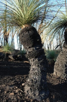 Xanthorrhoea Australis sprouting after fire