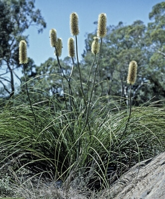 Xanthorrhoea Macronema has no trunk and has long cream-colored flowers