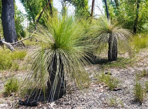 Xanthorrhoea commonly known as Grass Trees