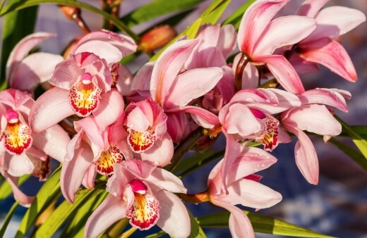 orchid cymbidium varieties
