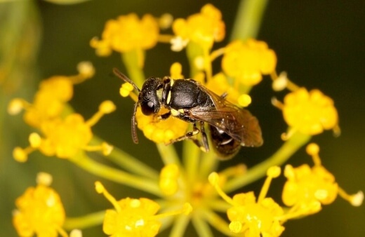 there are a wide range of bees that are generically grouped as ‘Masked Bees’