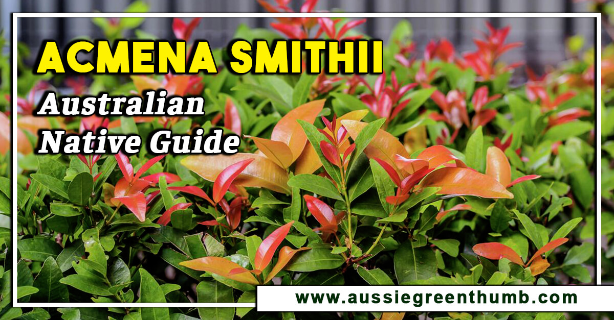 Acmena Smithii – Australian Native Guide