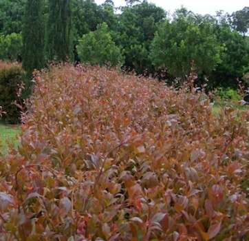 Acmena Smithii ‘Firescreen’