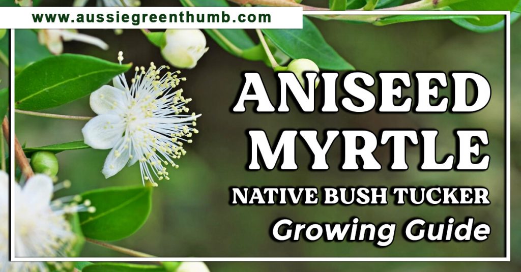 Aniseed Myrtle Native Bush Tucker Growing Guide