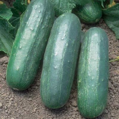 Ashley Cucumber is one of the most prolific heirloom cucumbers