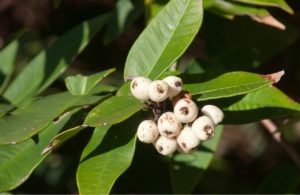 Austromyrtus dulcis commonly known as Midyim Berry