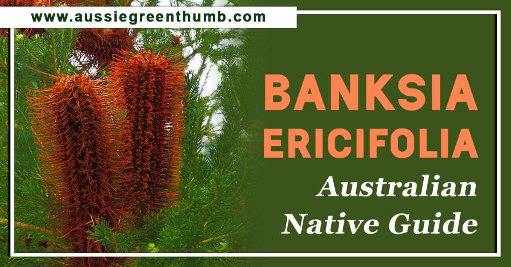 Banksia Ericifolia Australian Native Guide