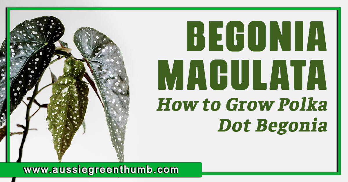 Begonia Maculata – How to Grow Polka Dot Begonia