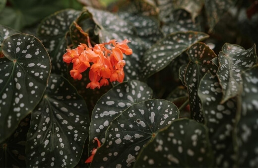 Begonia maculata also known as spotted begonia