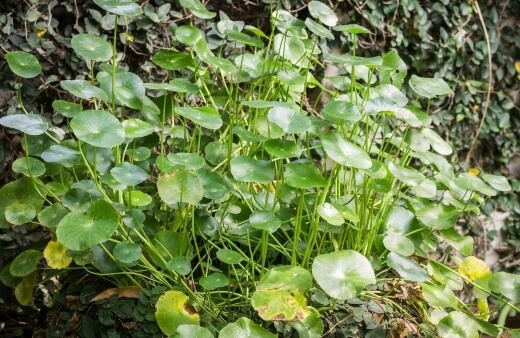 Best Conditions for Planting Pennywort