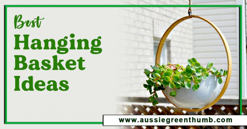 Best Hanging Basket Ideas