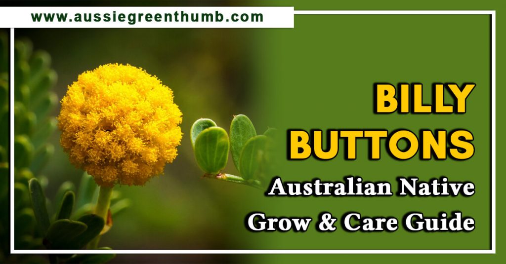 Billy Buttons Australian Native Grow & Care Guide