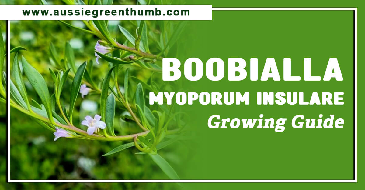 Boobialla – Myoporum Insulare Growing Guide