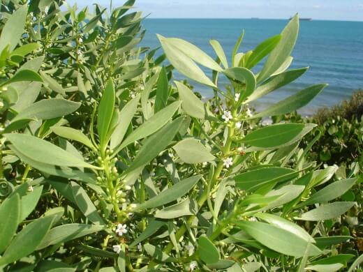 Boobialla is a widely occurring native tree or shrub in Australia