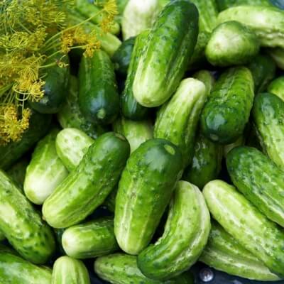 Boston Pickling Cucumber is an absolutely iconic gherkin, with a tough, bitter, dimpled skin that works perfectly with a basic sweet vinegar pickle