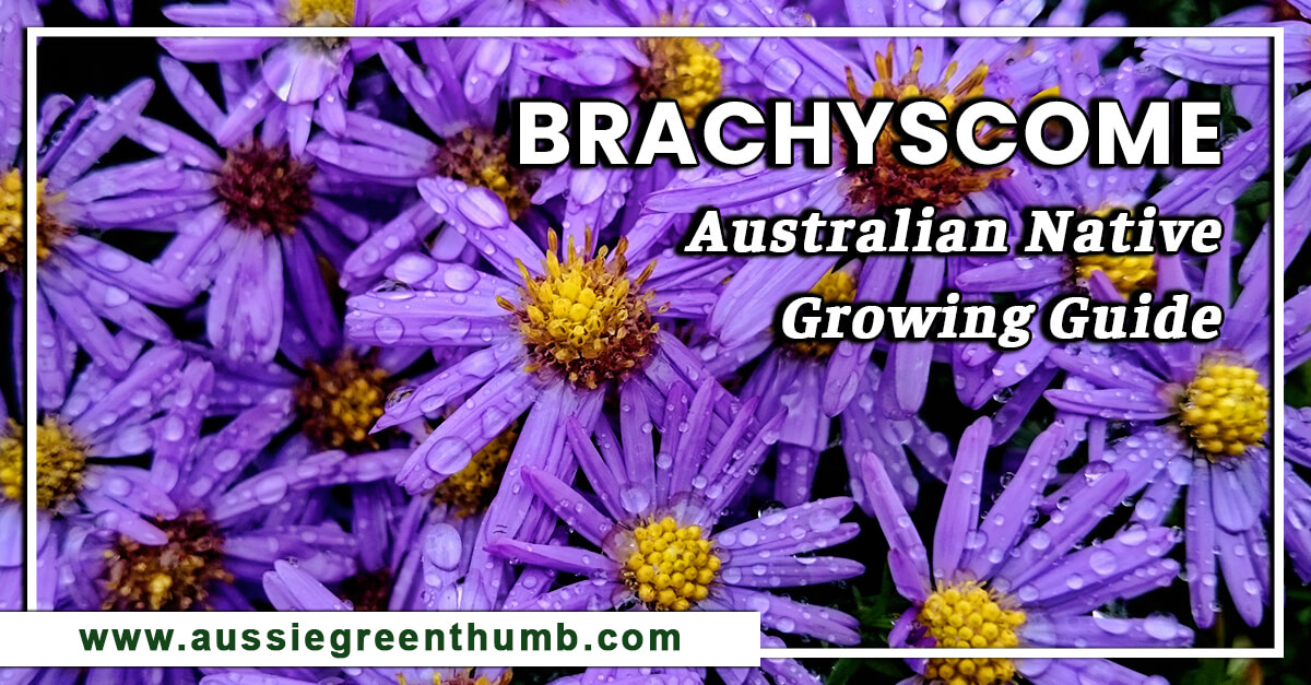 Brachyscome – Australian Native Growing Guide