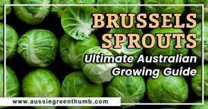 Brussels Sprouts Ultimate Australian Growing Guide