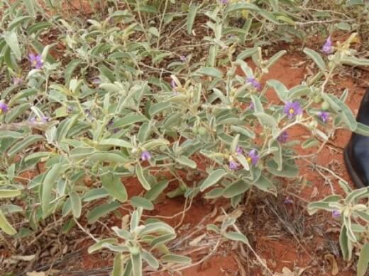 Bush tomatoes are best grown outdoors in most of Australia