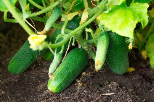 Calypso cucumbers are famous for their high yields and start cropping in around 50 days
