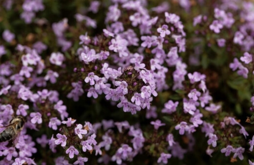 Caraway thyme is a very specific species of thyme, native to Majorica and Corsica