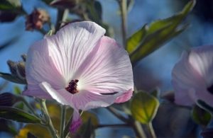 Caring for Australian Native Hibiscus