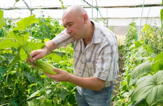 Caring for Cucumbers