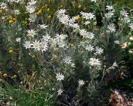 Caring for Flannel Flowers