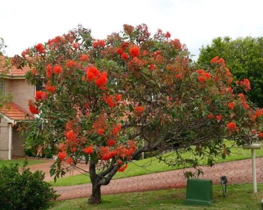Caring for Red Flowering Gum Tree