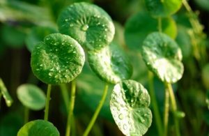 Centella asiatica or pennywort is now also commonly known as gotu kola or swamp pennywort