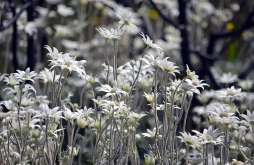 Conditions for Planting Flannel Flowers