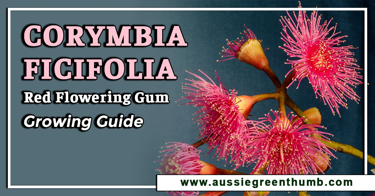 Corymbia Ficifolia – Red Flowering Gum Growing Guide