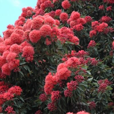 Corymbia ficifolia Calypso has salmon pink flowers and grows to a height of 5 metres
