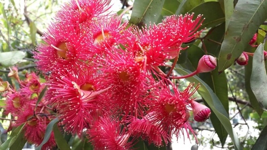 Corymbia ficifolia Summer Red has lovely pink red flowers in the summertime