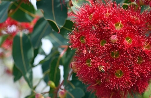 Corymbia ficifolia Wildfire has a red brown new leaf growth that eventually becomes green and lush with red flowers in summer