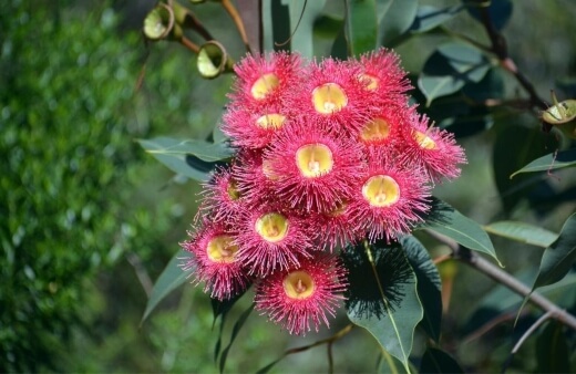 Corymbia ficifolia known as the red flowering gum