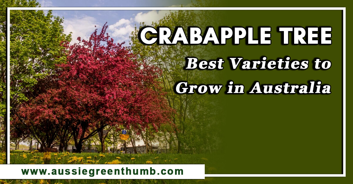 Crabapple Tree – Best Varieties to Grow in Australia