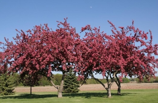 Crabapple is a hardy tree and the flowers are shades of white, pink and red
