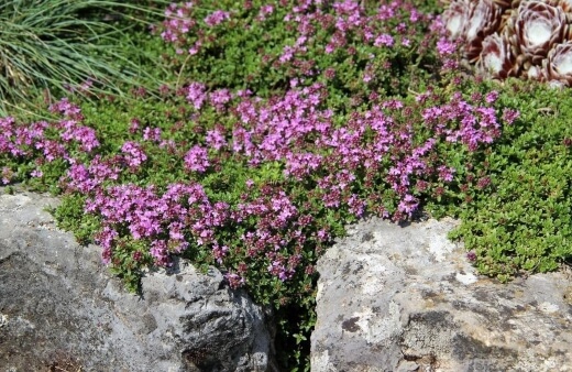 Creeping thyme is a beautiful Mediterranean herb, perfectly suited to rockeries, border edges and container gardens