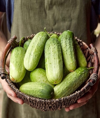 Cucumber Burpee Pickler can reach 2m tall and are ready to harvest in around 55 days