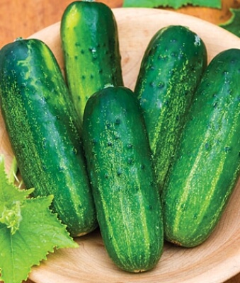 Cucumber Supremo is a great disease-resistant crop that produces a big harvest for its size